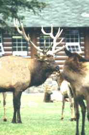 Elk