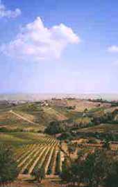 Tuscany vineyards