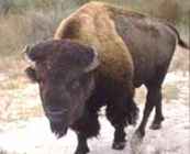 Buffalo