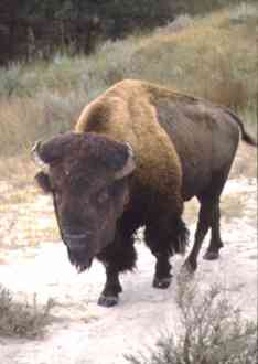 Bull Bison