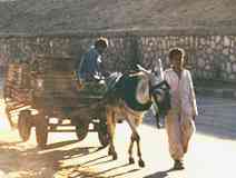 Burro cart