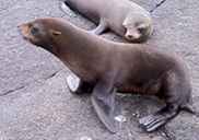 FURSEALS3s.jpg (3828 bytes)