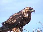 Galapagos hawk