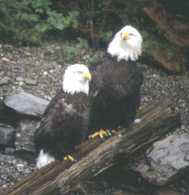 Bald eagles