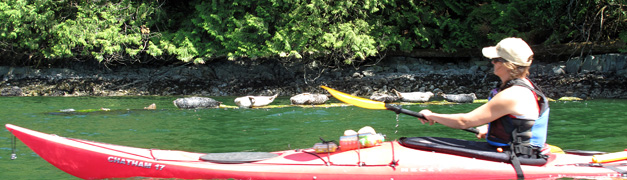 Seals on a log, Deep Cove