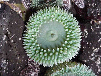 Tide Pool Anemone