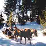 Draft horses