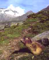 Marmot