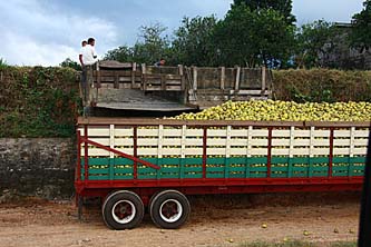 Grapefruit Truck