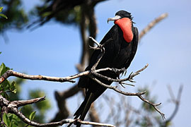 Magnificent Frigate Bird