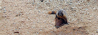 Pike's Peak marmot