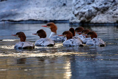 Mergansers on the Gunnison River