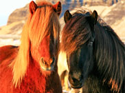 Icelandic horses