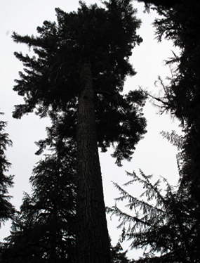 Hoh Rain Forest