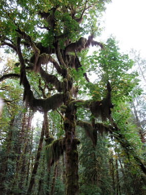 Lake Quinault hike