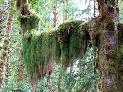 Lake Quinault rain forest