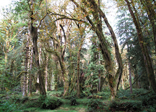 Lake Quinault