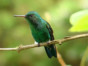 Blue-tailed emerald