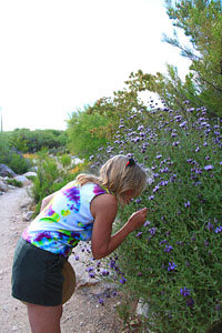 Desert blooms, Arizona