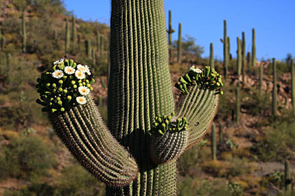 Saguaro National Park West