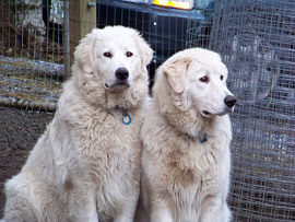 Italian Maremma dogs at Cougar's Crag Extreme B&B