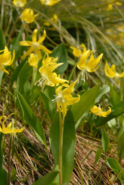 Glacier lily