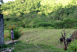 Fiji-Naihehe Cave Farm