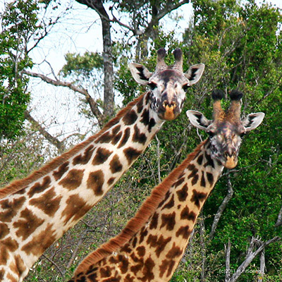 Tanzania giraffes