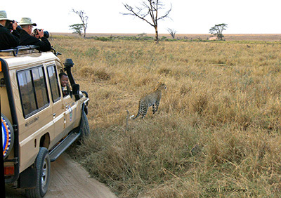 Tanzania leopard