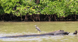 Fiji-Likuri Tuba River & Heron