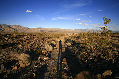 Desert rat shadow