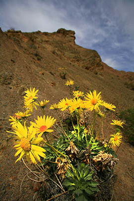 Desert wildflowers