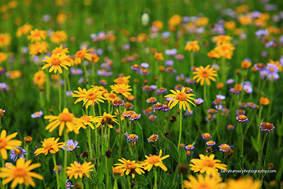 Oregon, Wildhorse Wildflowers