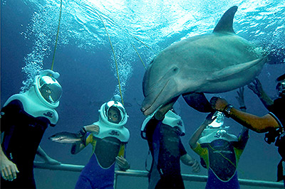 Riviera Maya Xel Ha dolphin trek