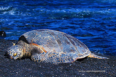 Turtle sleeping