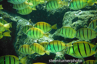 Snorkeling treasures in Hawaii