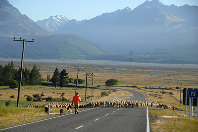 glentanner_sheep_new_zealand16