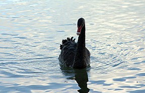 New Zealand Gov't Gardens Black Swan