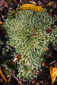 New Zealand beech forest trails