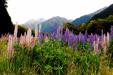 New Zealand lupines