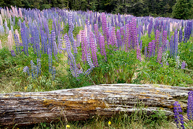 New Zealand rainbow of lupines