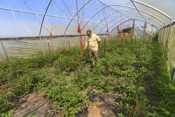 Chef Brian Scheesher in tomato hothouse