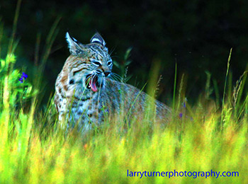 Oregon Klamath County bobcat