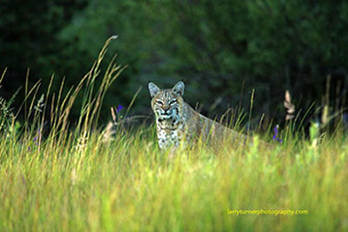 Oregon bobcat