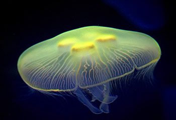 San Francisco Acquarium moon jelly