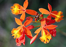 Chiapas, Montebello Lakes orchids