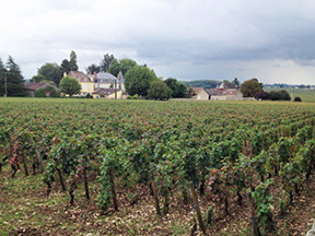 Burgundy Vineyards