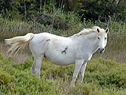 Camargue