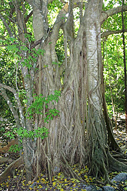 Strangler Fig