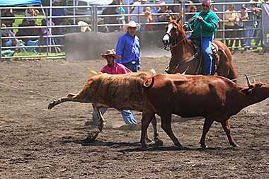 Hawaii Big Island rodeo